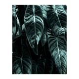 The Jungle (Print Only) thumbnail