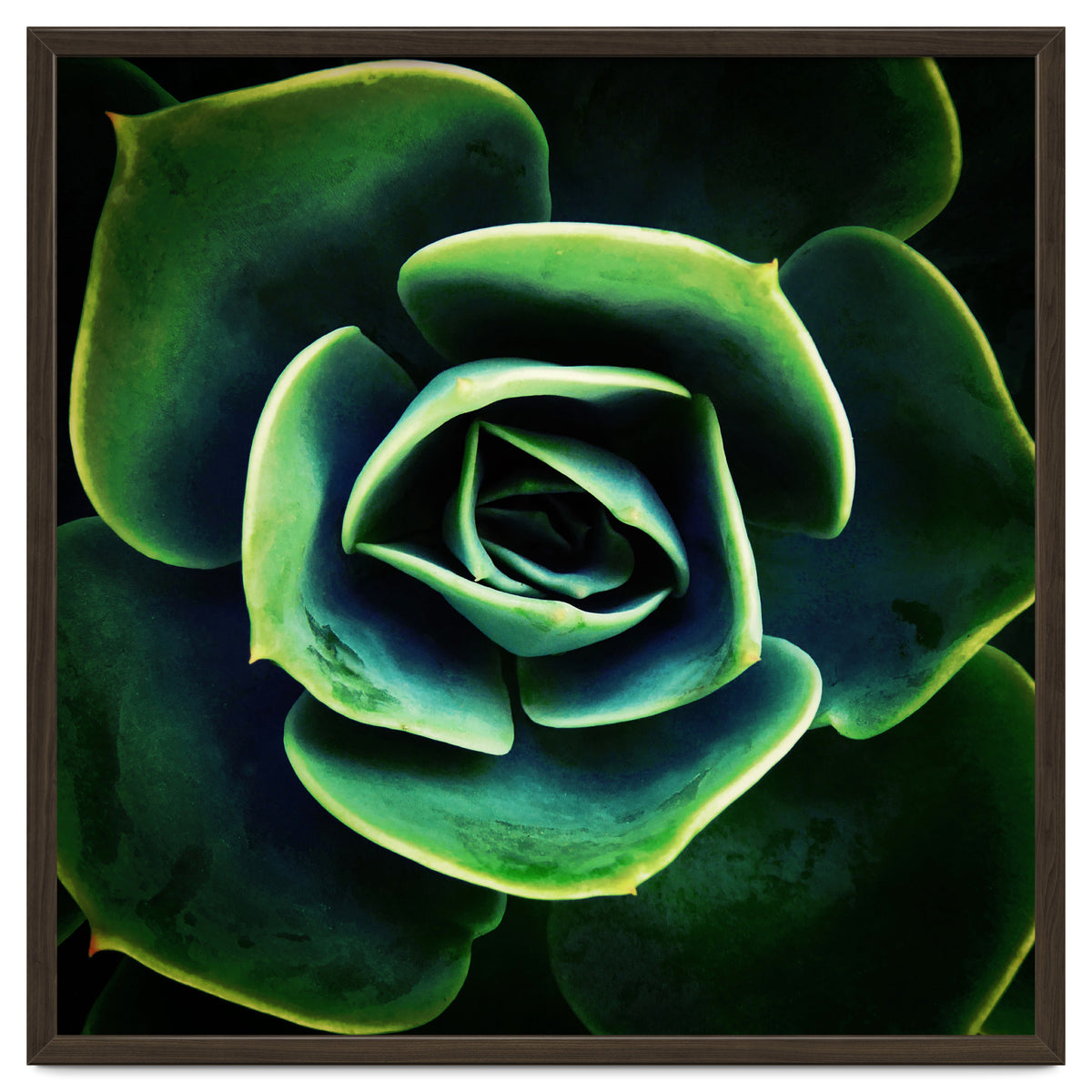 DARKSIDE OF SUCCULENTS XIV