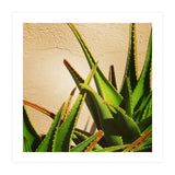 cacti and sunshine (Print Only) thumbnail