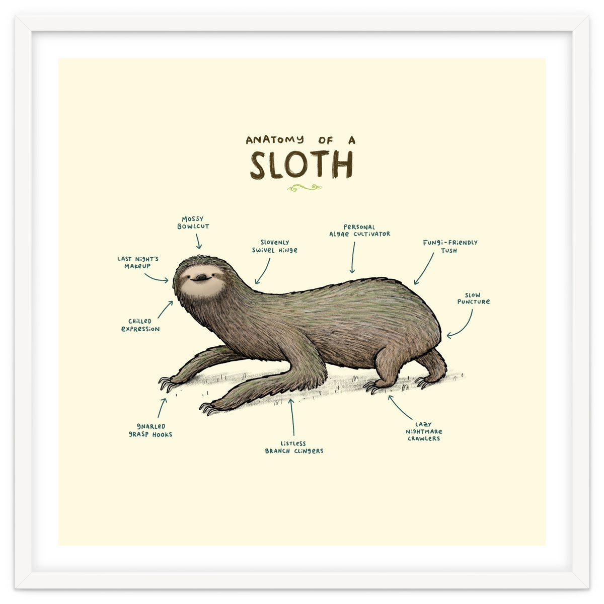 Anatomy Of A Sloth