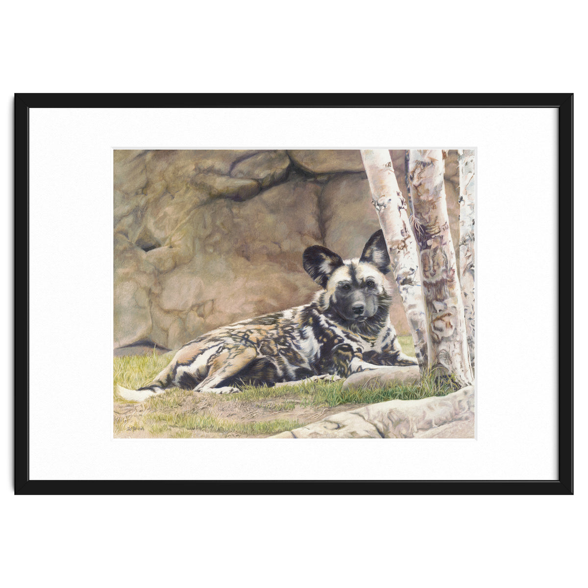 Afican Painted Dog IV - Imara