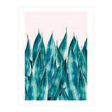 Summer Agave (Print Only) thumbnail