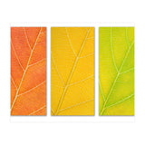 Autumn Leaves (Print Only) thumbnail