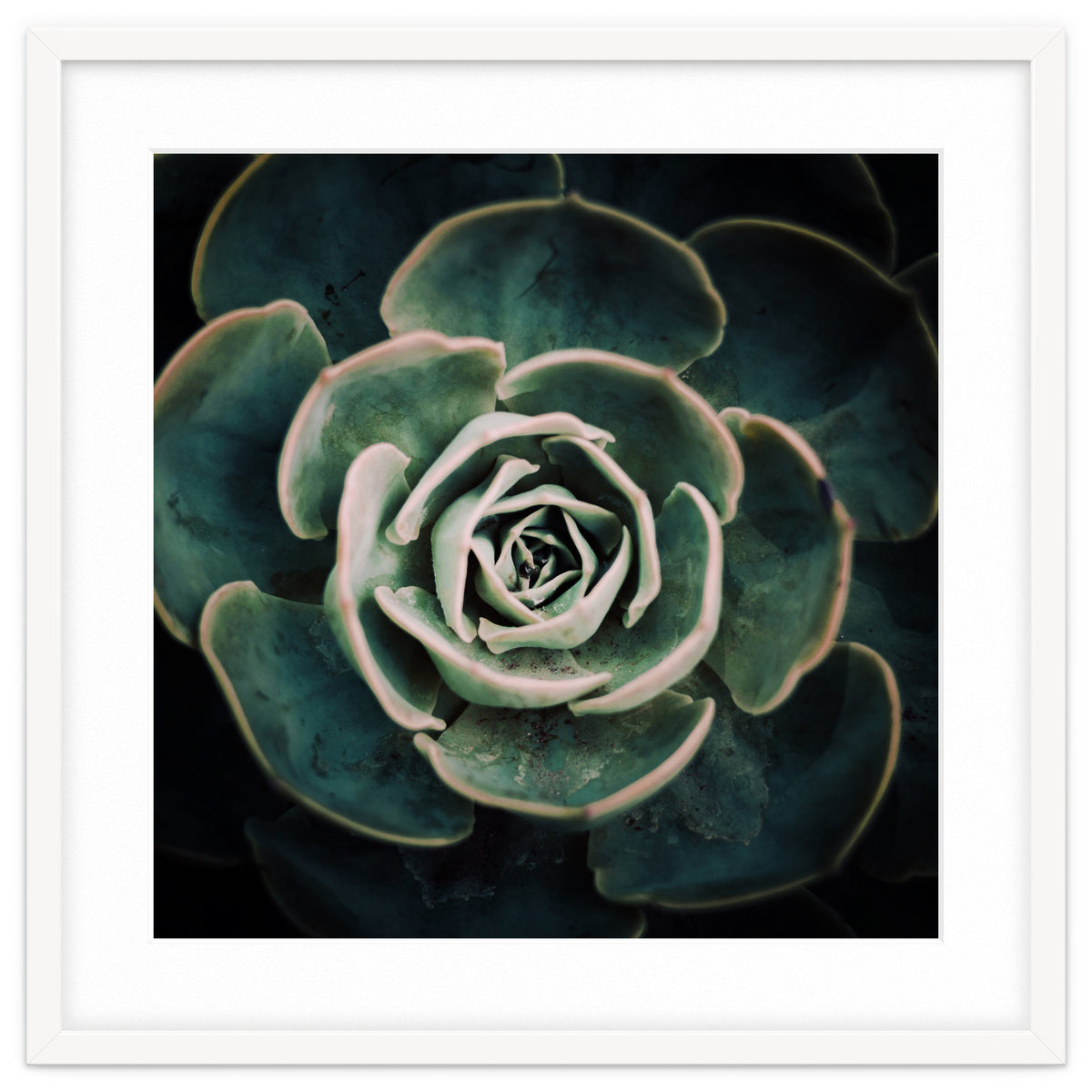 DARKSIDE OF SUCCULENTS IV-A
