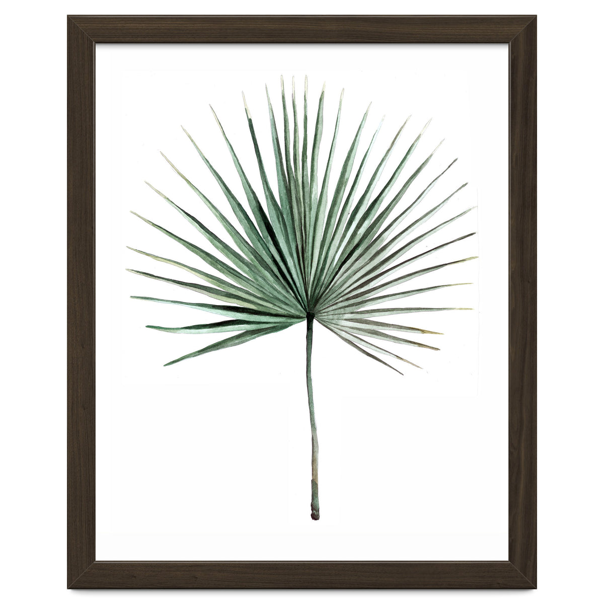 Botanical Illustration Fanpalm