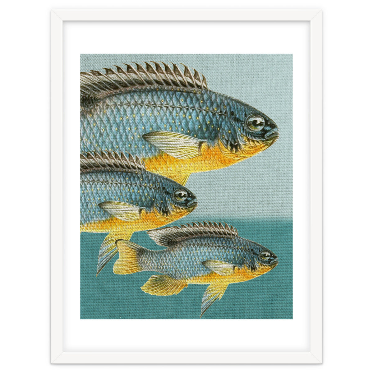 Fish Classic Designs 12