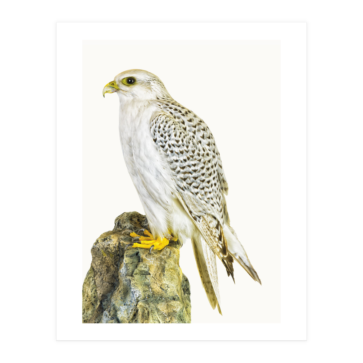 Cc Bird 03 (Print Only)