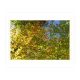 Colors Of Fall (Print Only) thumbnail