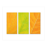Autumn Leaves (Print Only) thumbnail