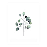 Botanical Illustration Eukalyptus (Print Only) thumbnail