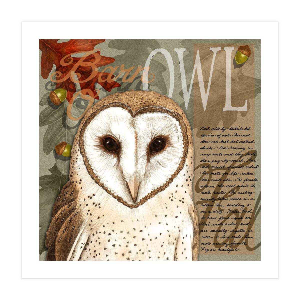 Barn Owl (Print Only)