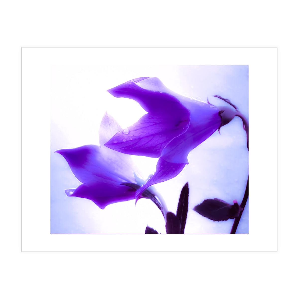 Innocent flowers  (Print Only)