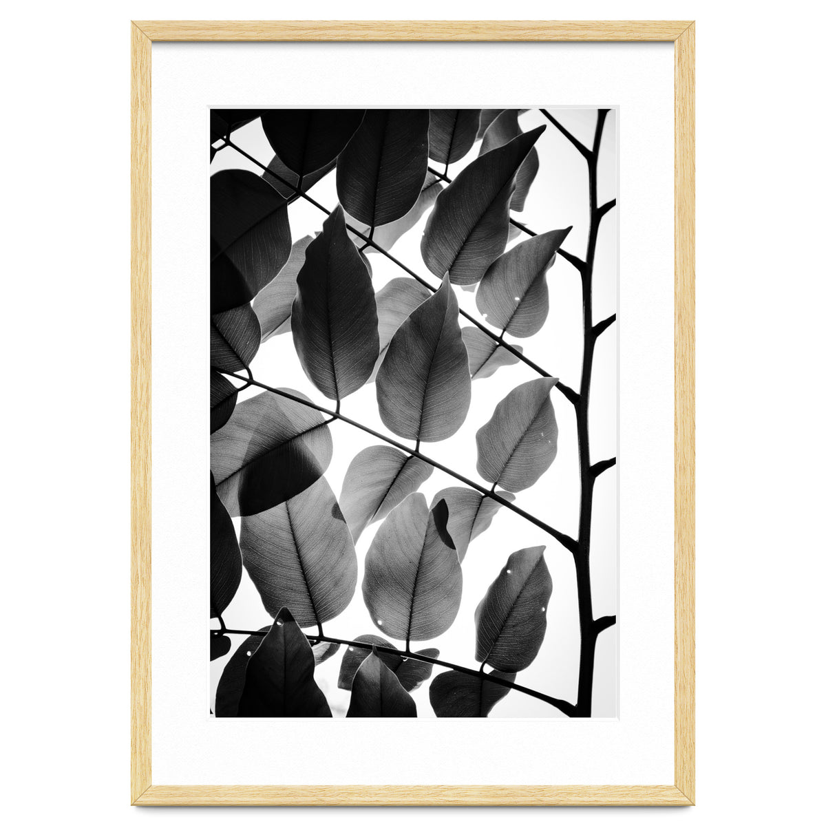 Branches and Leaves II