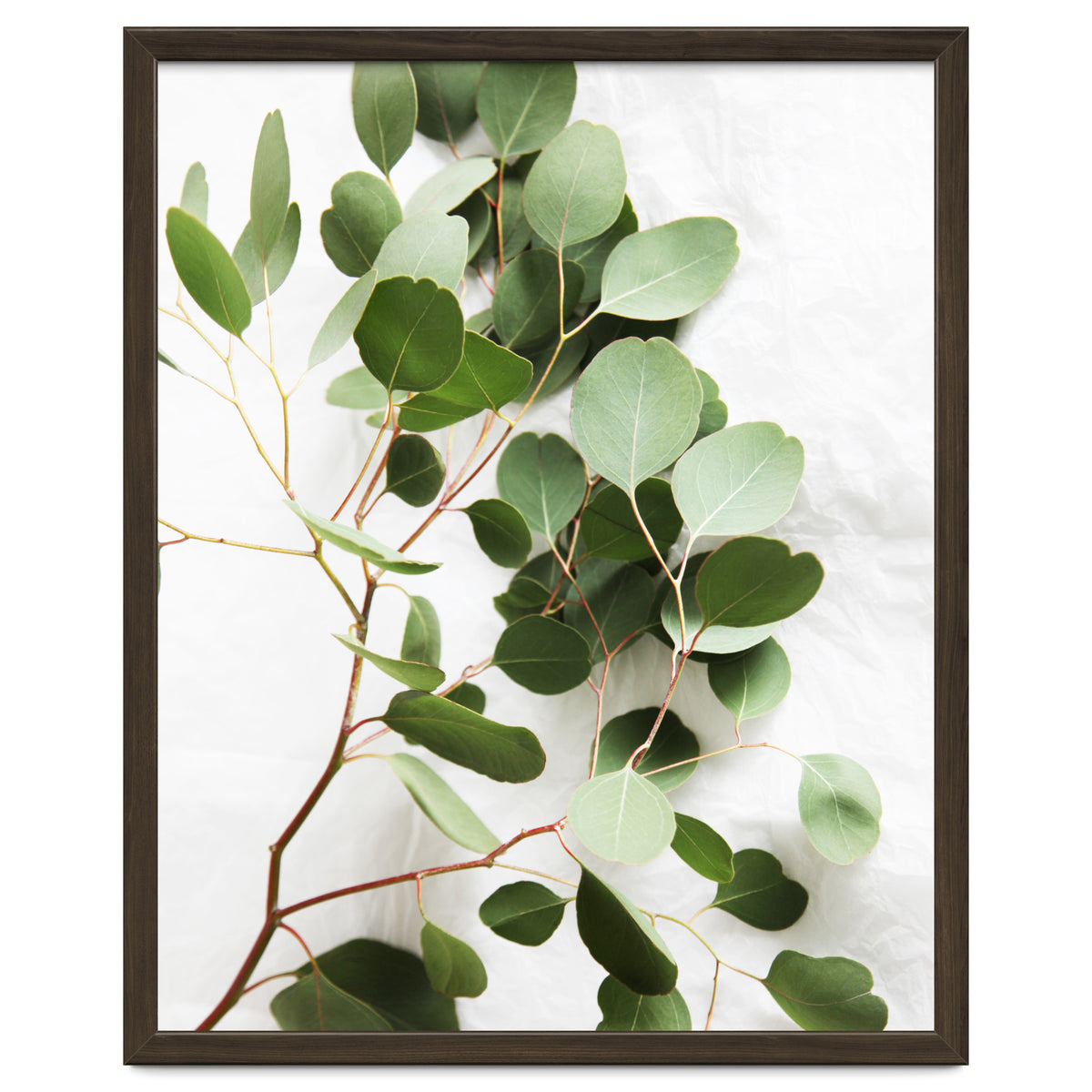Eucalyptus