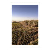 Bucolism 3 (Print Only) thumbnail