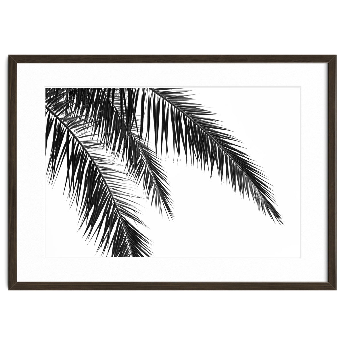 Palm Leaves