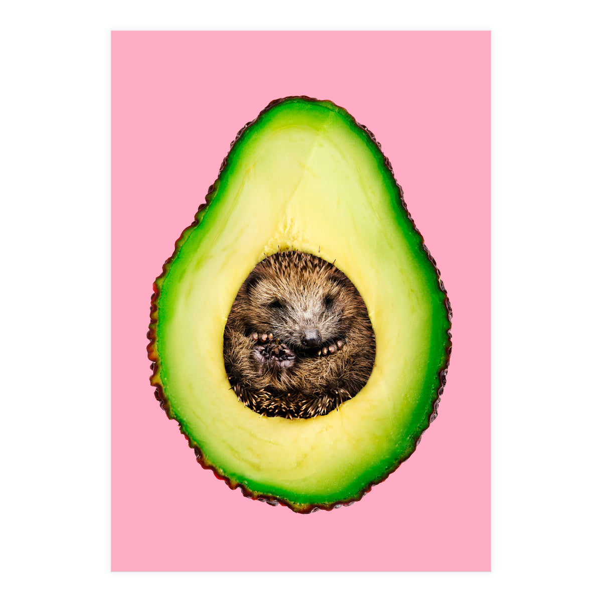 Hedgehocado (Print Only)