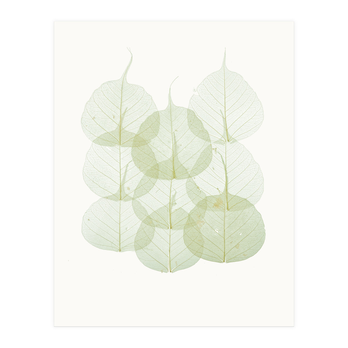 Cc Leaves 02 (Print Only)