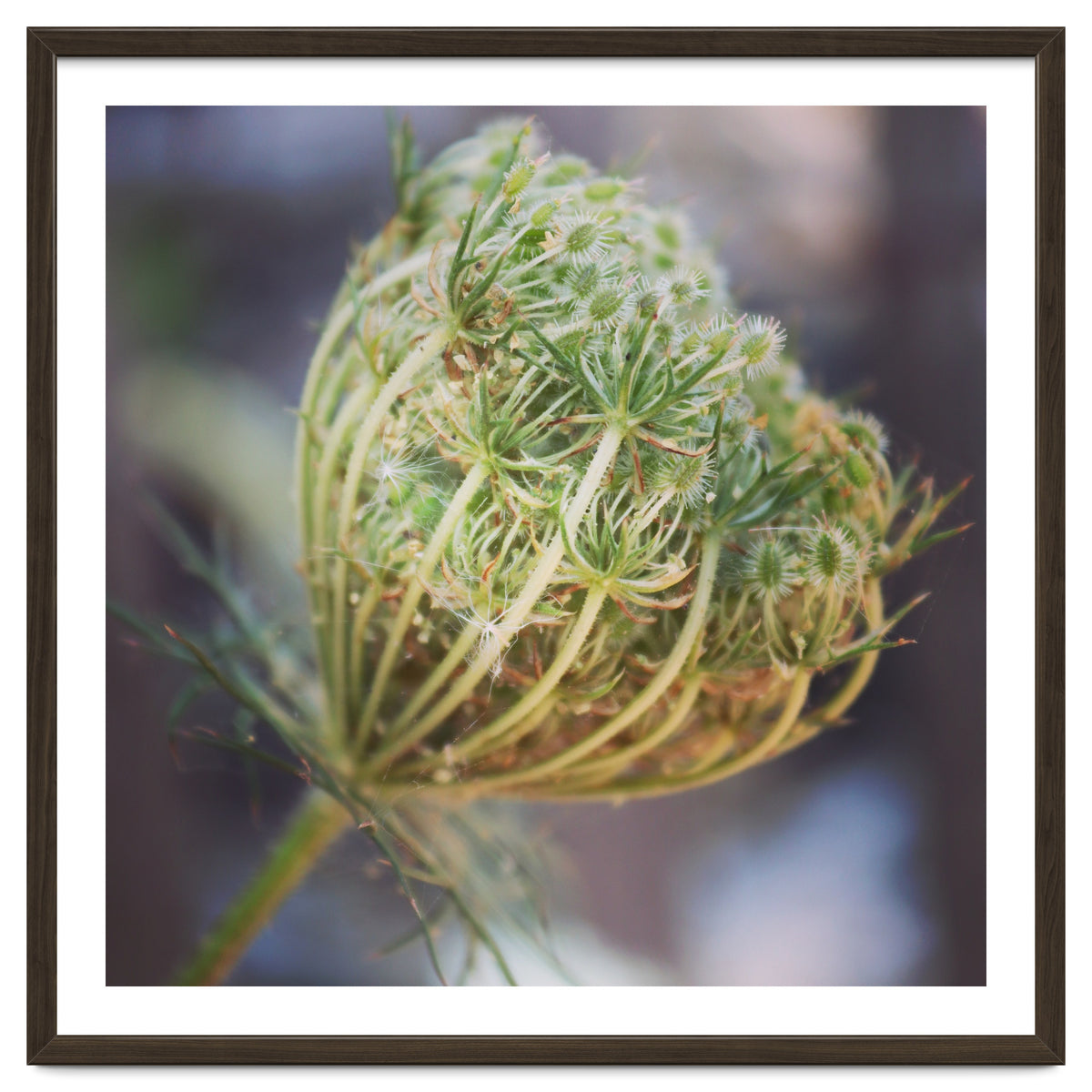Seed head