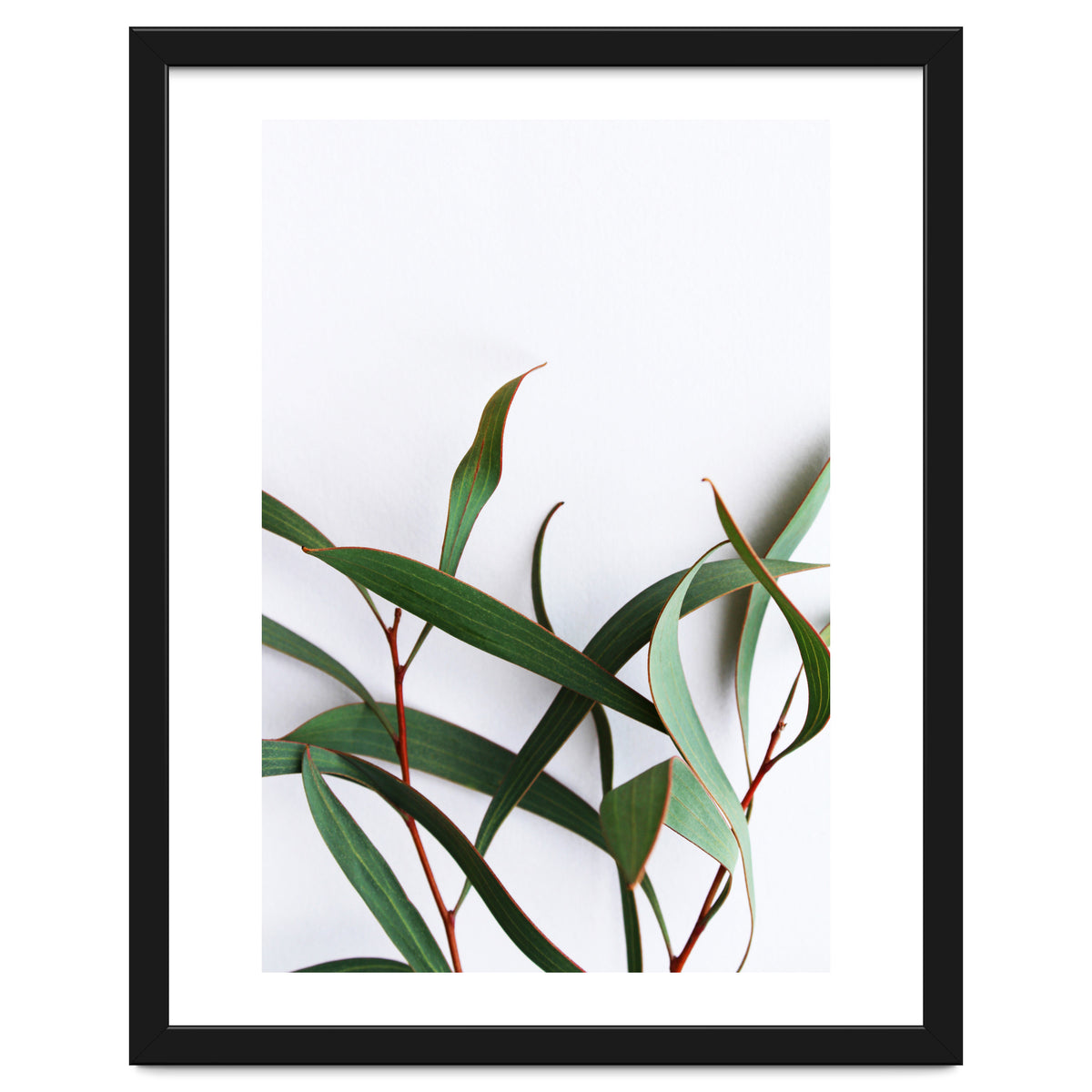 Green Eucalyptus leaves