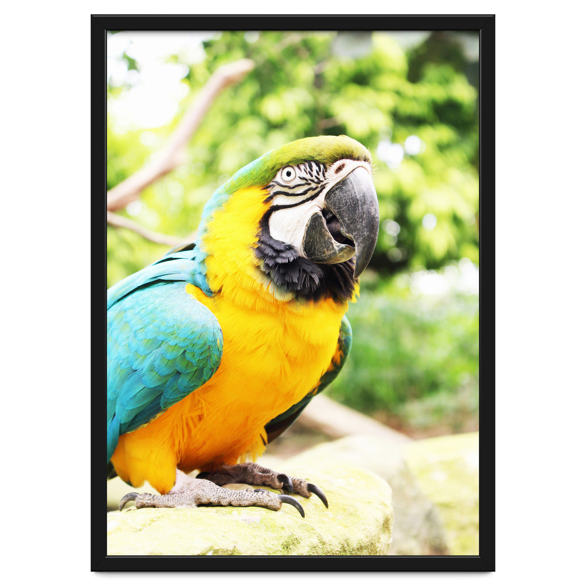 Parrot