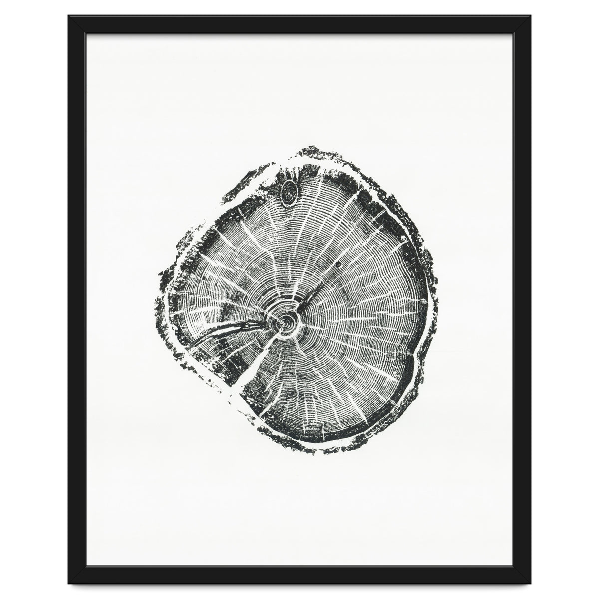 Tree Ring Print, Albion Basin, Utah, Pine Tree Print