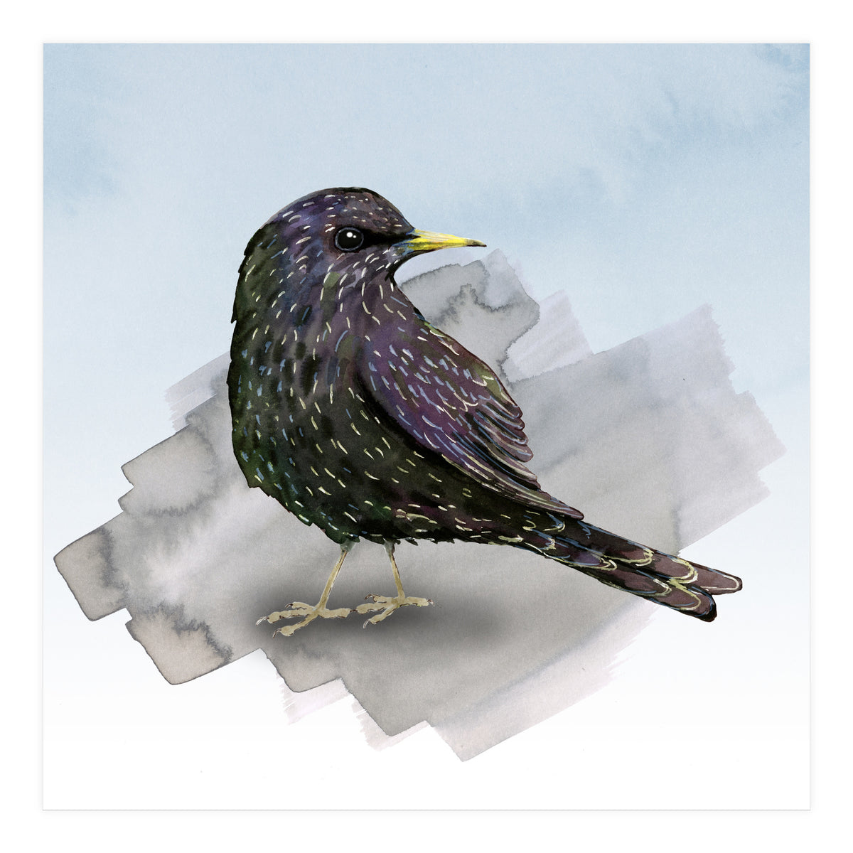 A watercolor drawing of a starling (Print Only)