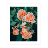 Seasons Blossom (Print Only) thumbnail