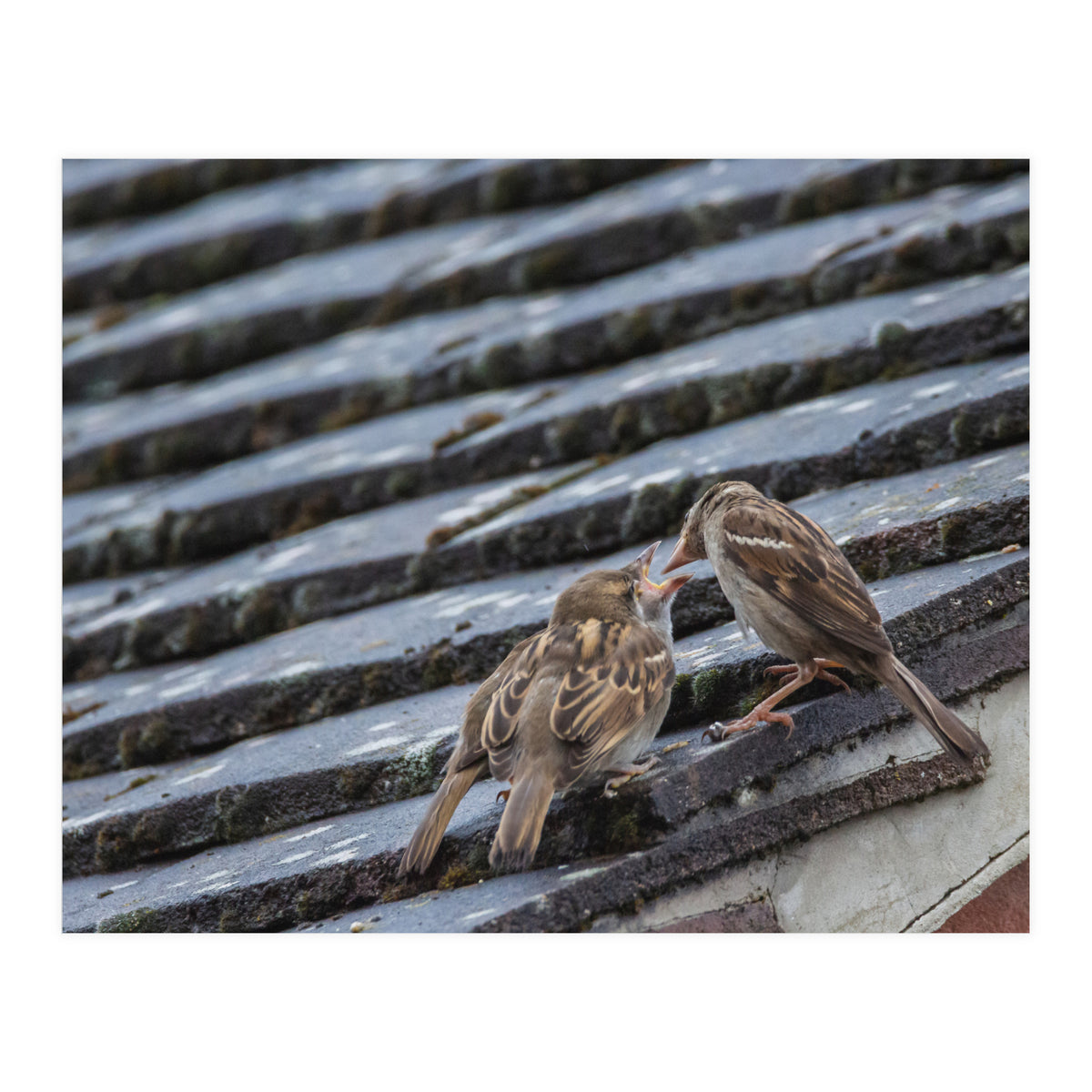 Feeding (Print Only)