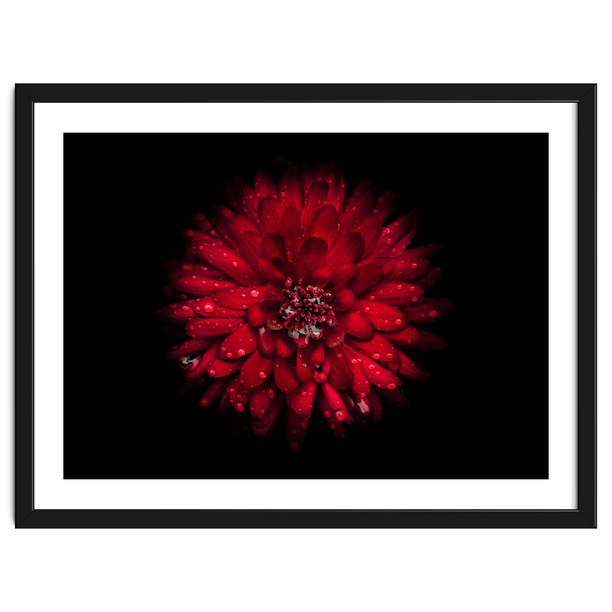 Backyard Flowers 45 Color Version