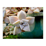 Succulent Love (Print Only) thumbnail