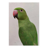 Cute Indian Parakeet (Print Only) thumbnail