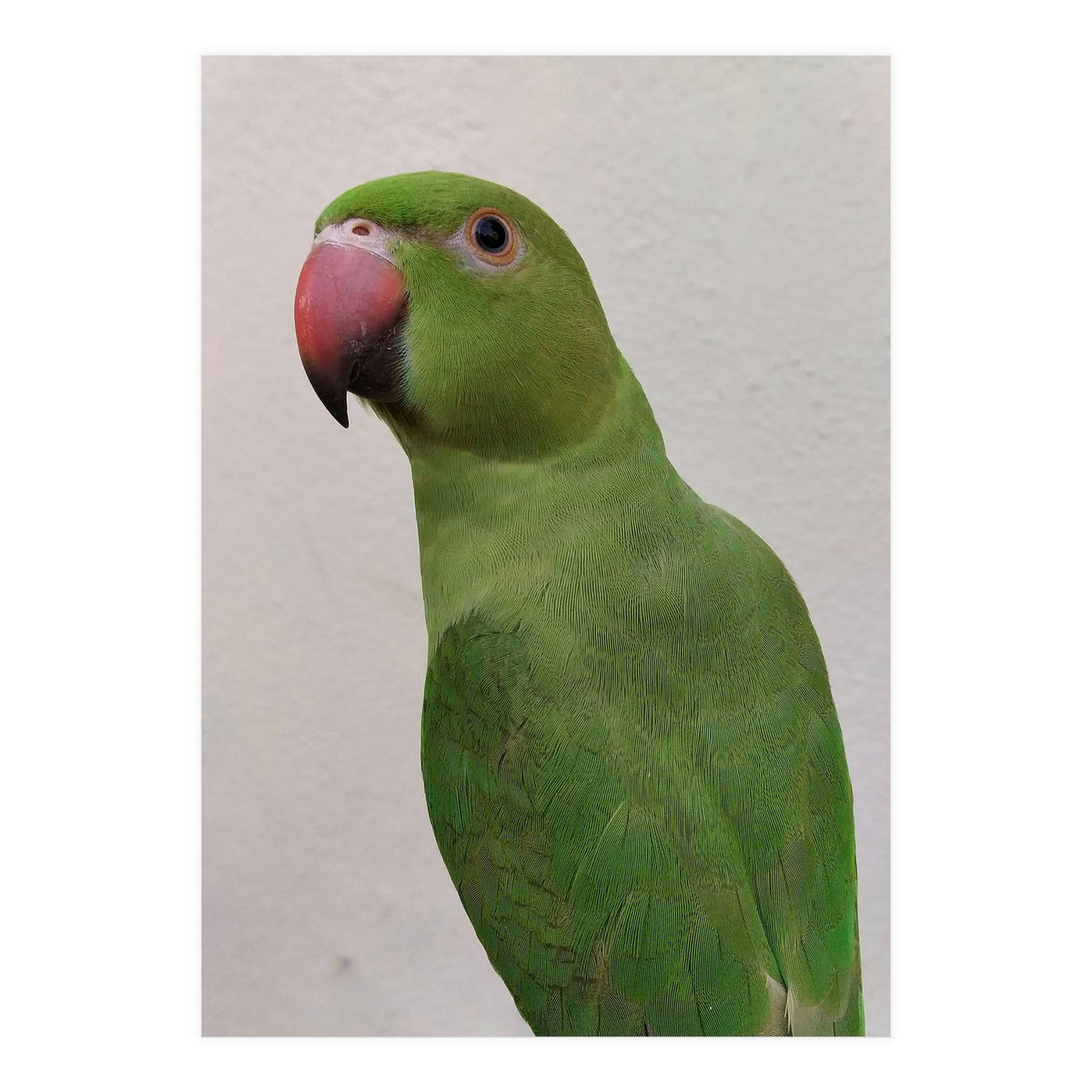 Cute Indian Parakeet (Print Only)