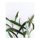 Green Eucalyptus leaves (Print Only) thumbnail