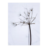 Wildflower in Winter (Print Only) thumbnail
