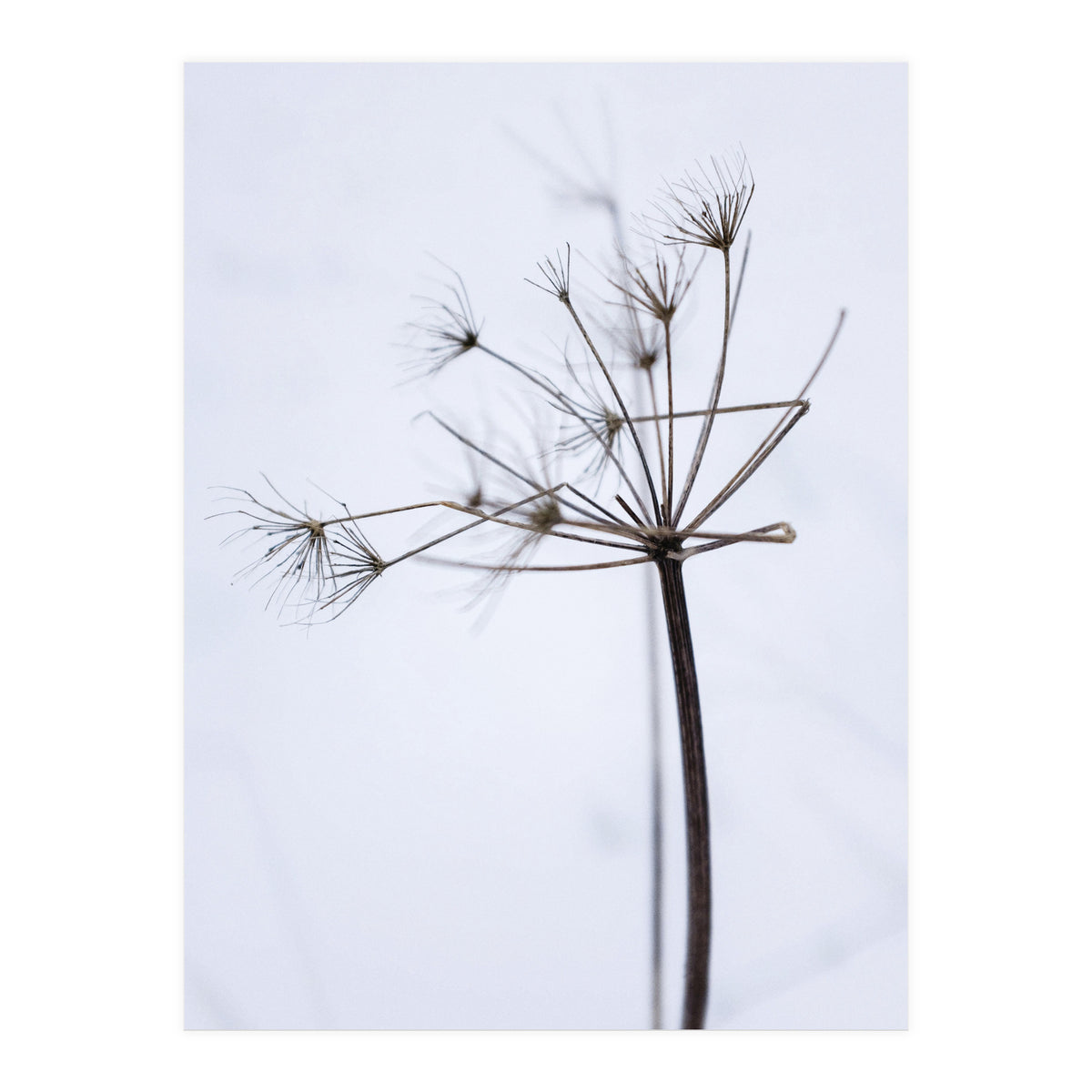 Wildflower in Winter (Print Only)