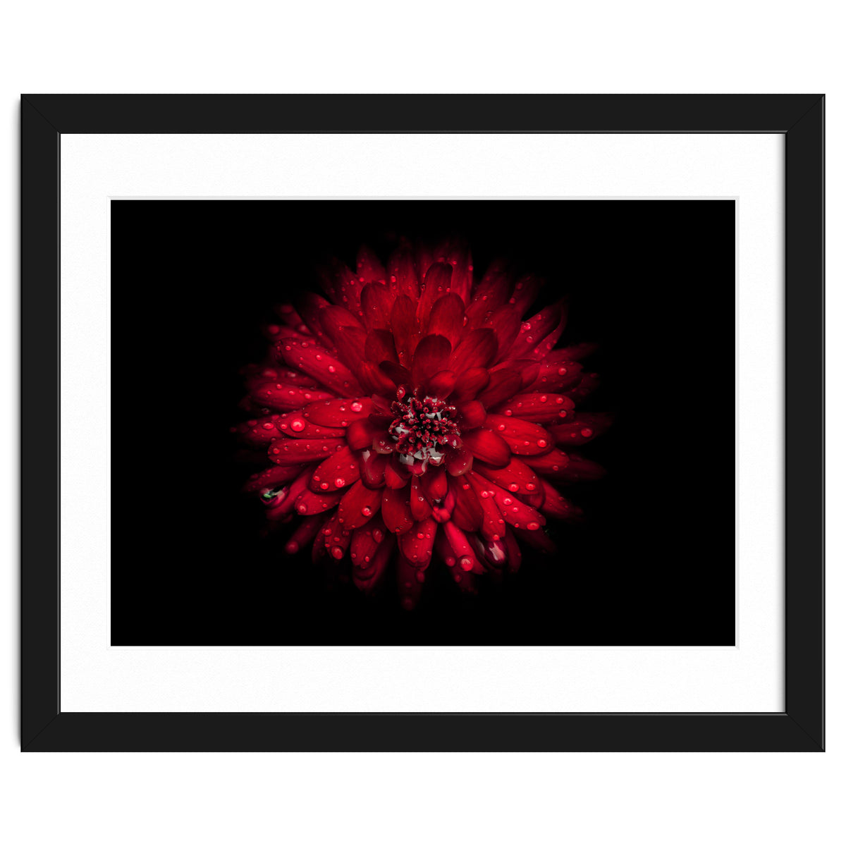 Backyard Flowers 45 Color Version