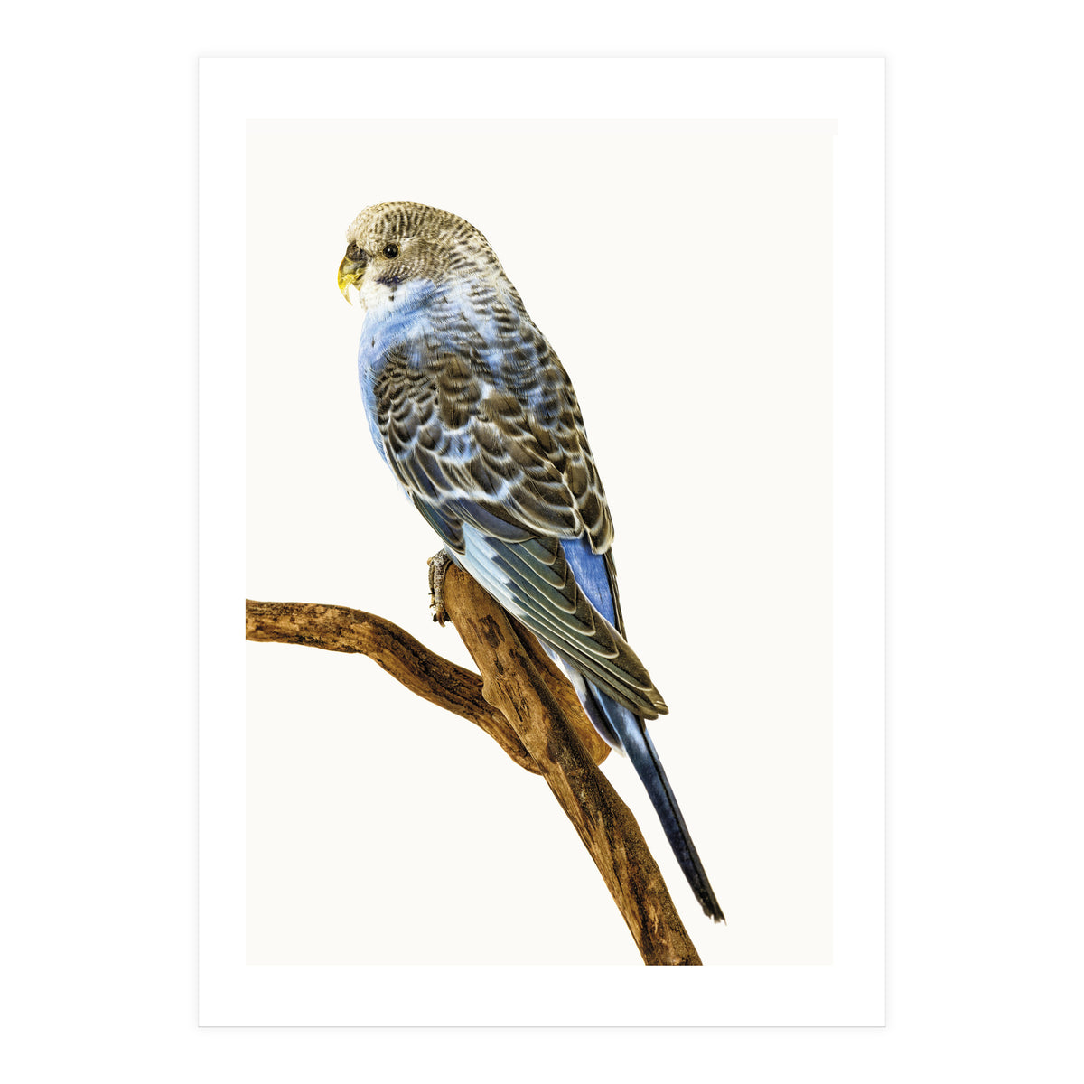 Cc Birds 04 (Print Only)