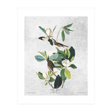 fiori e uccelli (Print Only) thumbnail