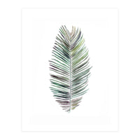Botanical Illustration Cocos Palm (Print Only)