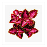 Indian Coleus (Print Only) thumbnail