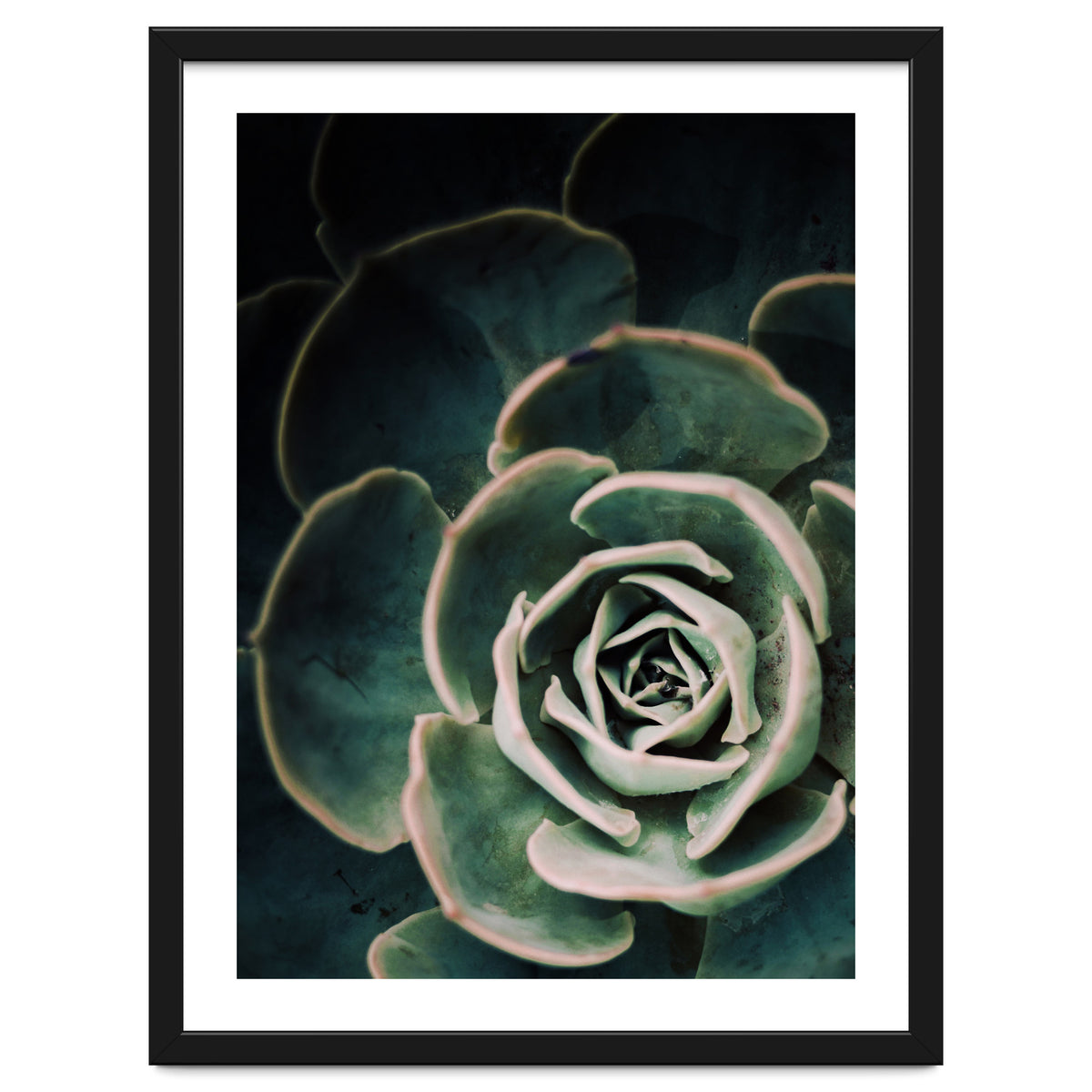 Darkside Of Succulents 4-D