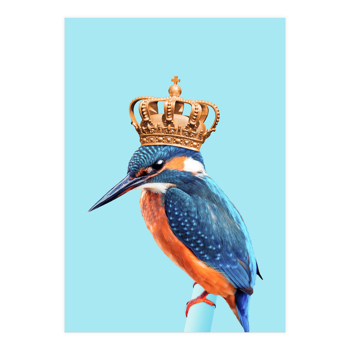 Kingfisher (Print Only)