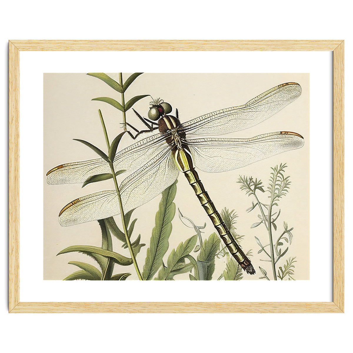 Dragonfly Vintage Illustration