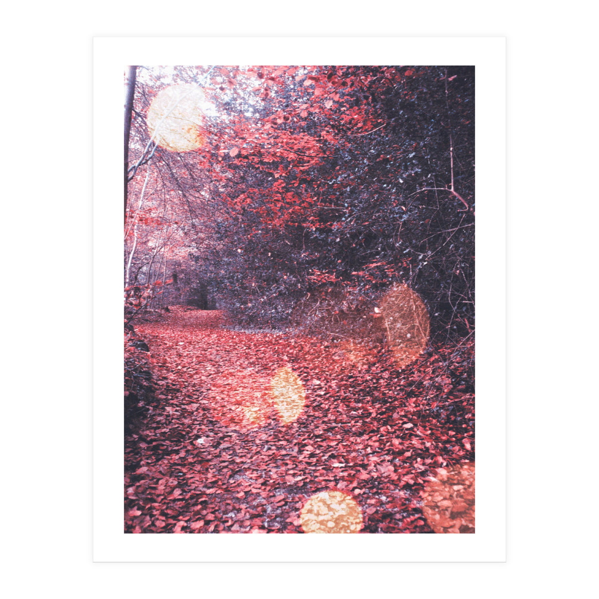Autumn Flares (Print Only)