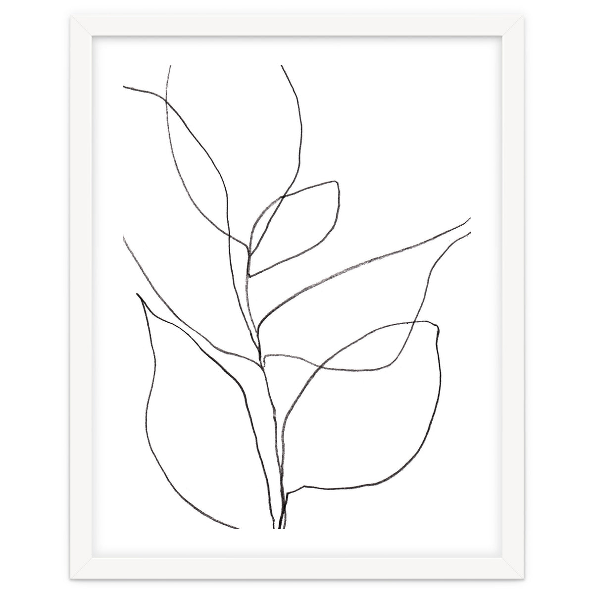 Plant Line Drawing