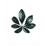 Botanical Illustration Arboricola Schefflera (Print Only) thumbnail