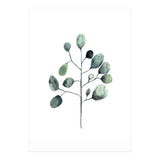 Botanical Illustration Eukalyptus (Print Only) thumbnail