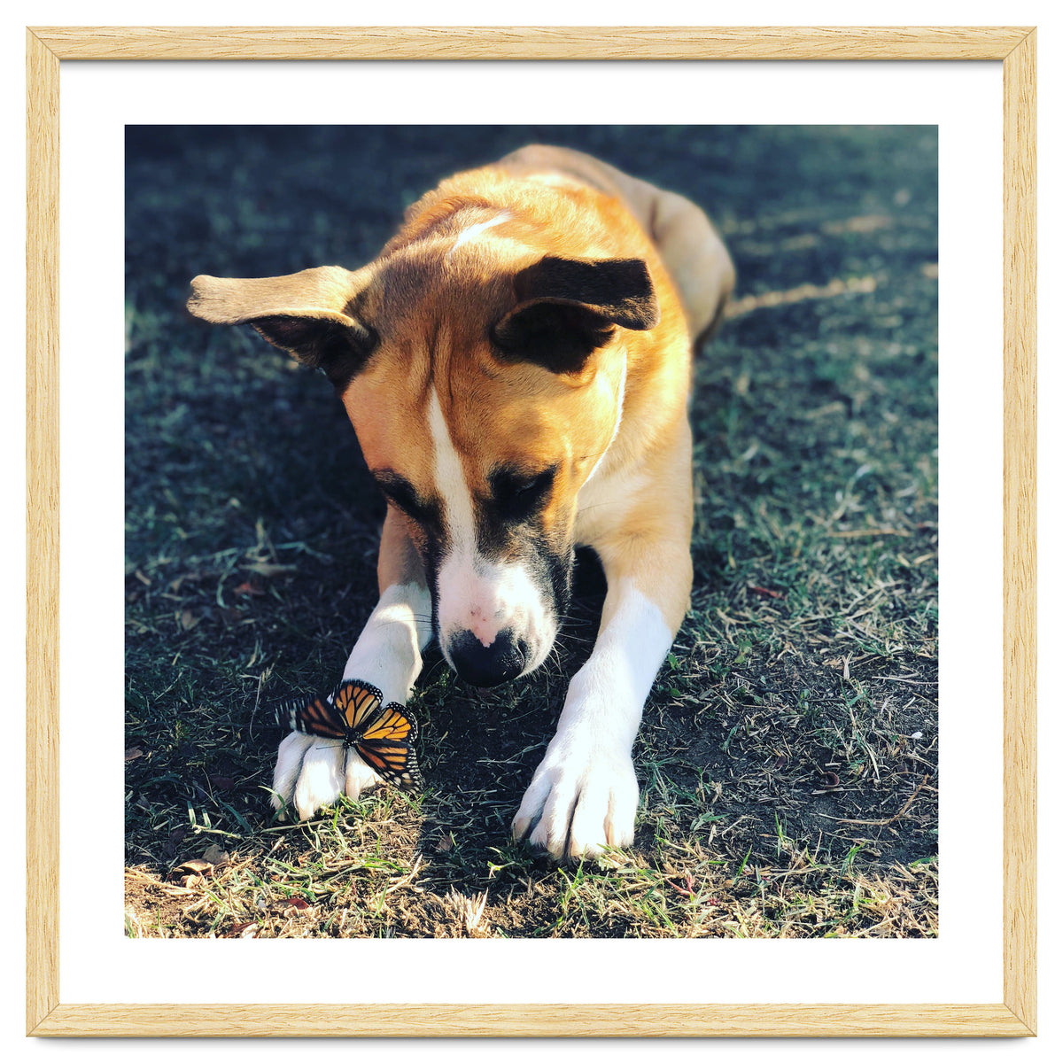 Cooper With Butterfly