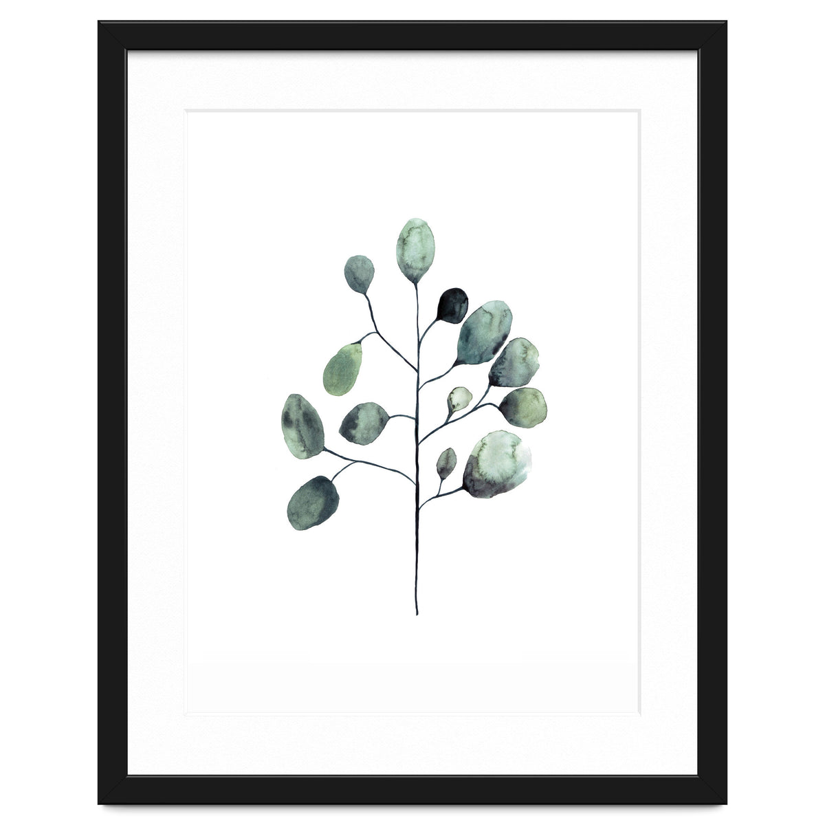 Botanical Illustration Eukalyptus